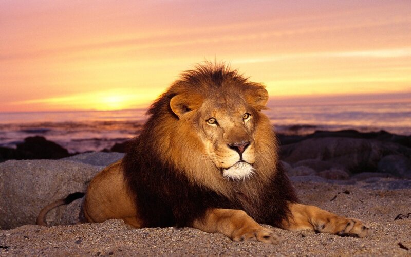 Male Lion on Beach