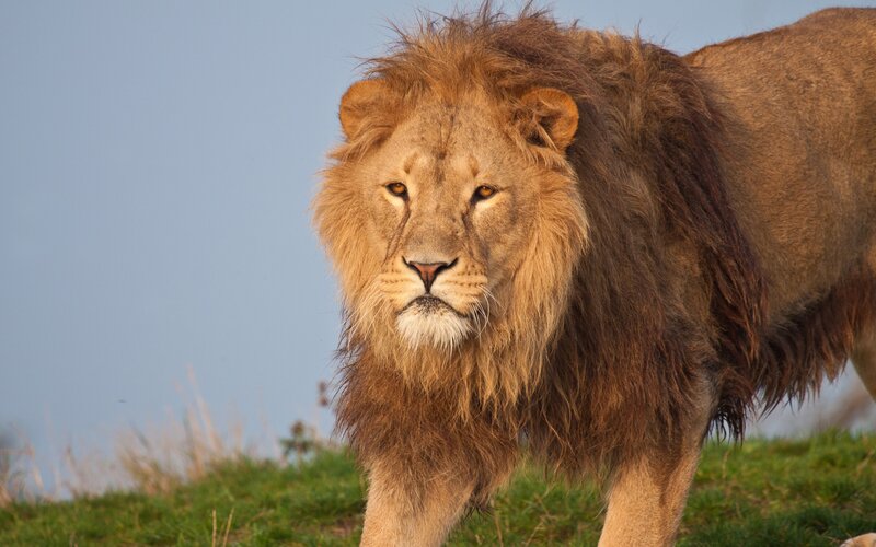 Male Lion on Grass