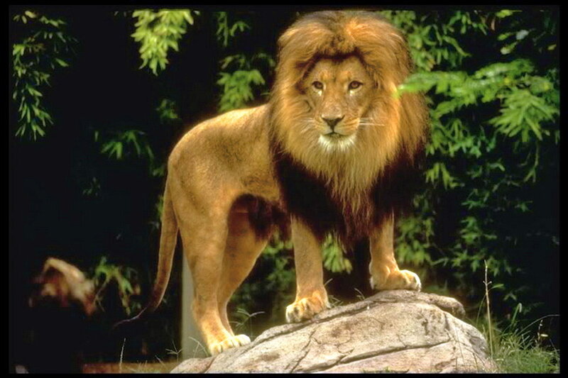 Male Lion on Rock — Brown, Alert
