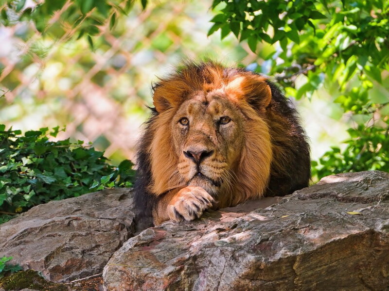 Male Lion on Rock — Brown, Calm