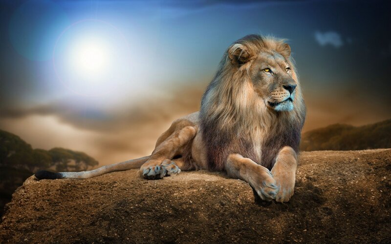 Male Lion on Rock — Brown, Dramatic, Sunset