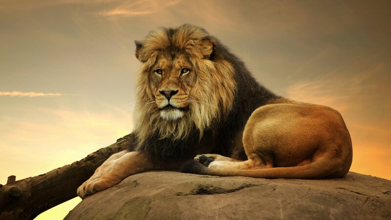 Male Lion on Rock — Brown, Dramatic