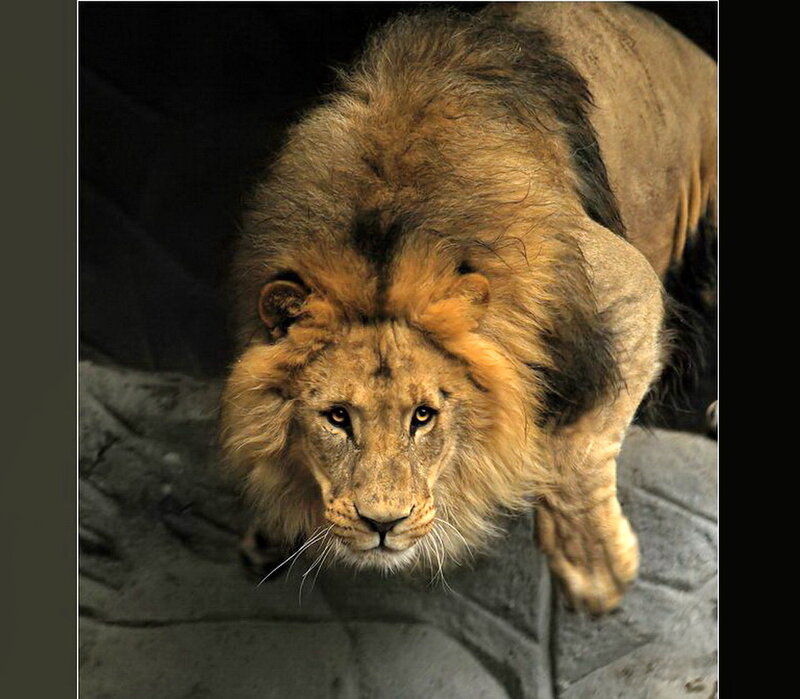Male Lion on Rock — Brown, Intense