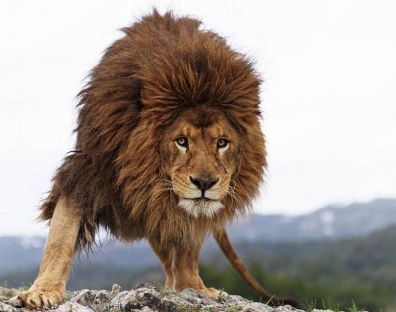 Male Lion on Rock — Brown