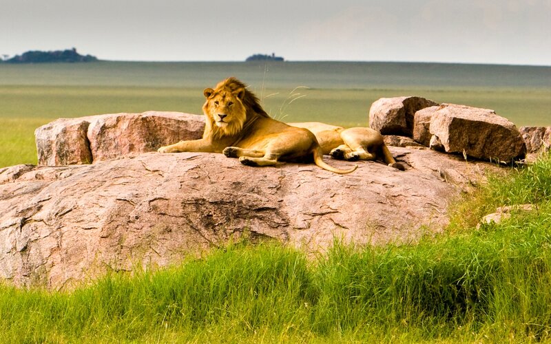 Male Lion on Rock — Green