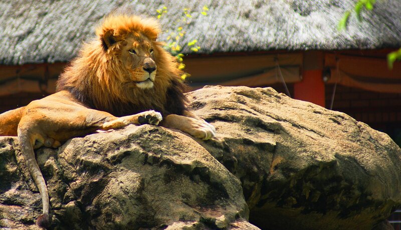 Male Lion on Rock