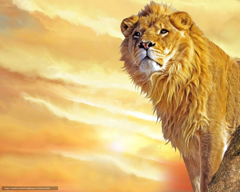 Male Lion on Rock — Yellow