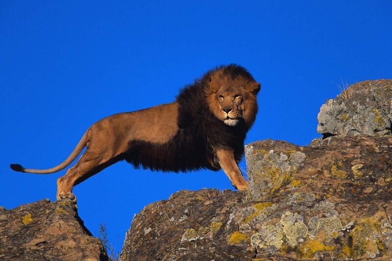 Male Lion on Rocks — Blue