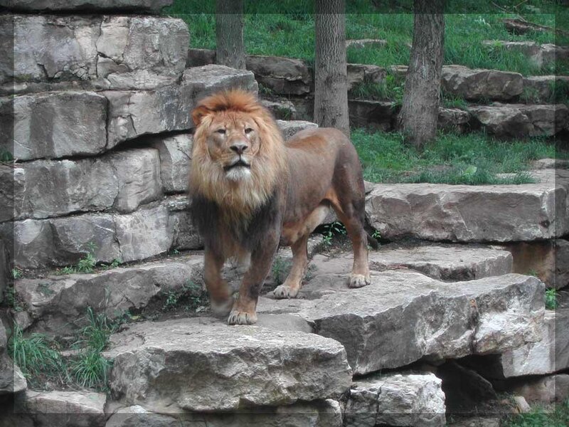 Male Lion on Rocks
