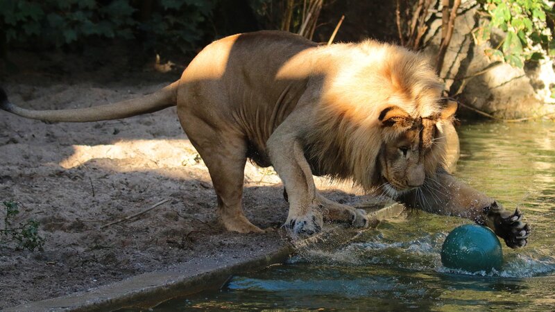 Male Lion Playing with Ball