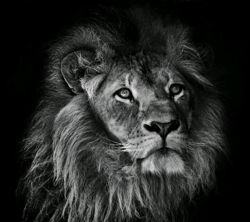 Male Lion Portrait — Black
