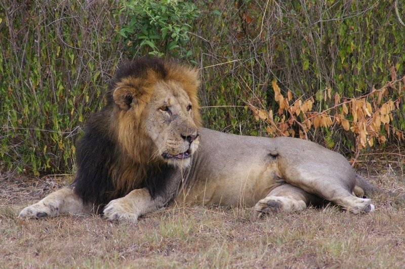 Male Lion Resting — Brown, Calm, Afternoon, Photograph, Bushes