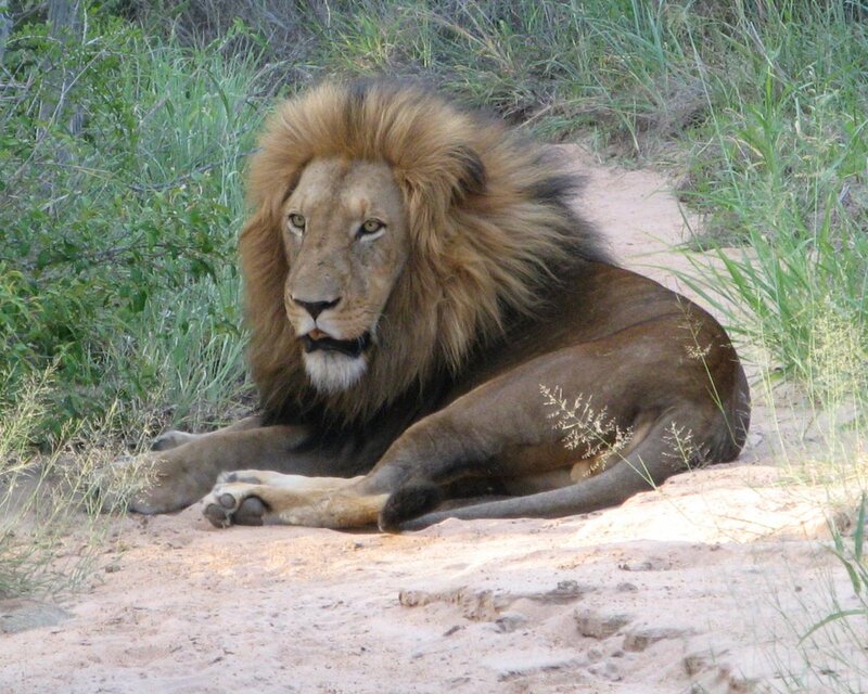Male Lion Resting — Brown, Calm, Afternoon, Photograph, Grass, Dirt Path
