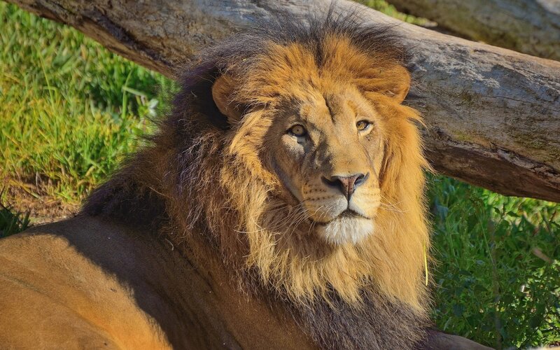 Male Lion Resting — Brown, Calm, Afternoon, Photograph, Grass, Log