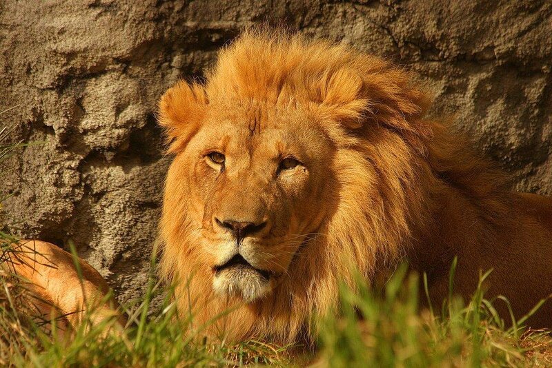 Male Lion Resting — Brown, Calm, Afternoon, Photograph, Grass, Rock, Green