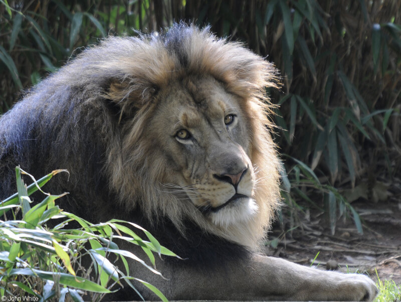 Male Lion Resting — Brown, Calm, Afternoon, Photograph, Grass
