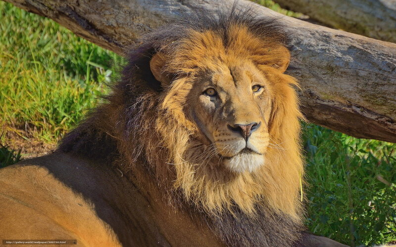 Male Lion Resting — Brown, Calm, Afternoon, Photograph, Log, Grass