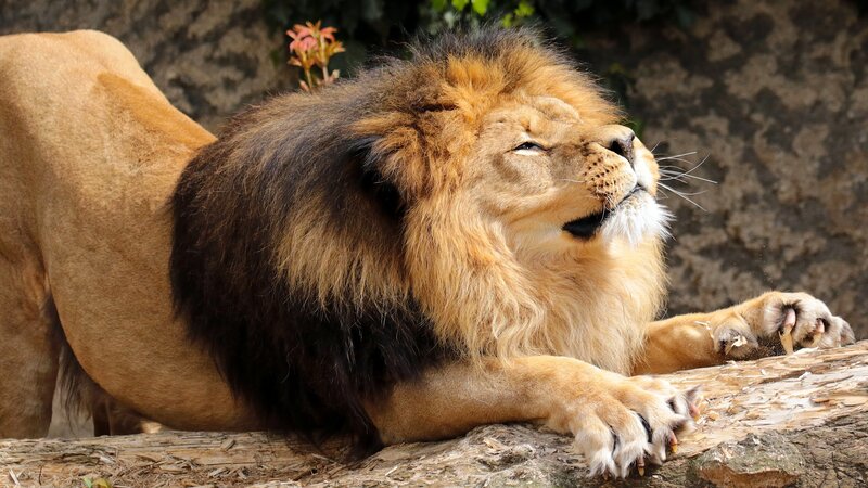 Male Lion Resting — Brown, Calm, Afternoon, Photograph, Log, Rock