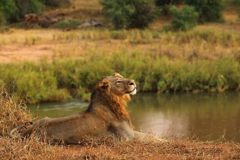 Male Lion Resting — Brown, Calm, Afternoon, Photograph, River