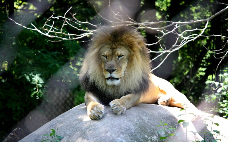 Male Lion Resting — Brown, Calm, Afternoon, Photograph, Rock