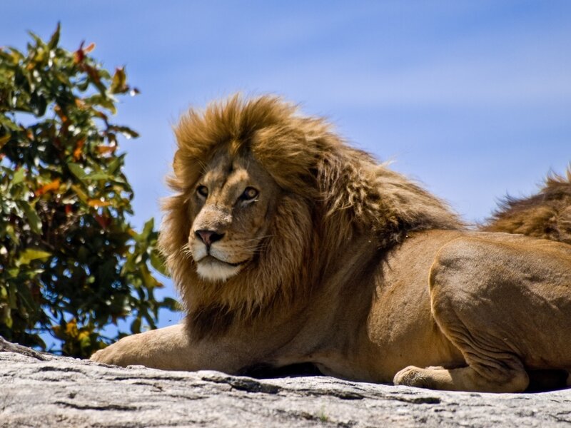 Male Lion Resting — Brown, Calm, Afternoon, Photograph, Rock, Tree