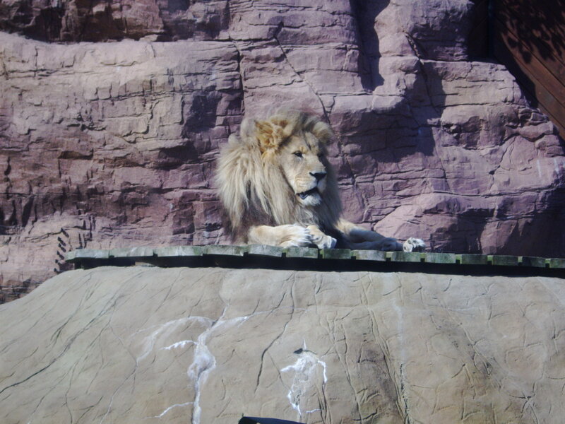 Male Lion Resting — Brown, Calm, Afternoon, Photograph, Rock Wall, Platform