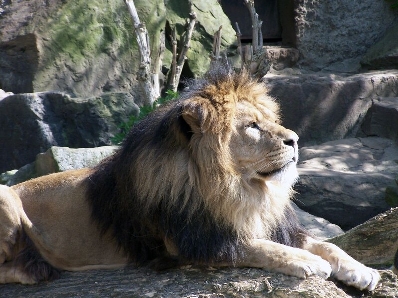 Male Lion Resting — Brown, Calm, Afternoon, Photograph, Rocks, Branches