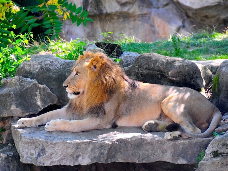 Male Lion Resting — Brown, Calm, Afternoon, Photograph, Rocks