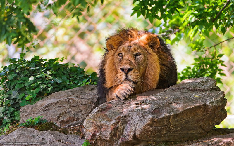 Male Lion Resting — Brown, Calm, Afternoon, Photograph, Rocks, Trees, Leaves