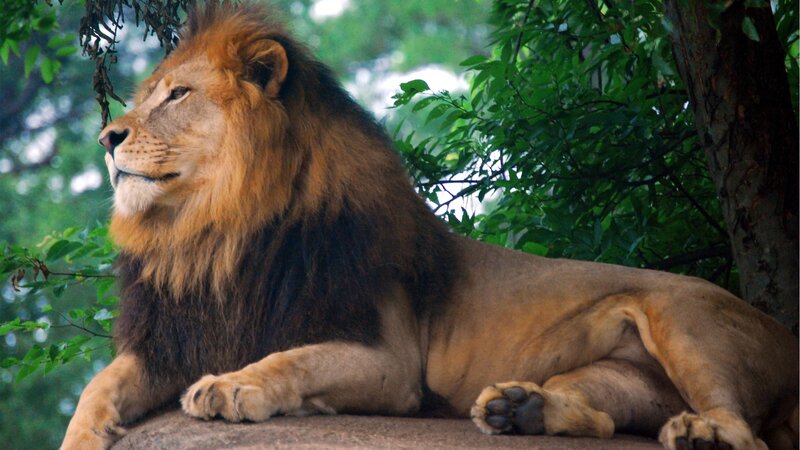Male Lion Resting — Brown, Calm, Afternoon, Photograph, Tree, Rock