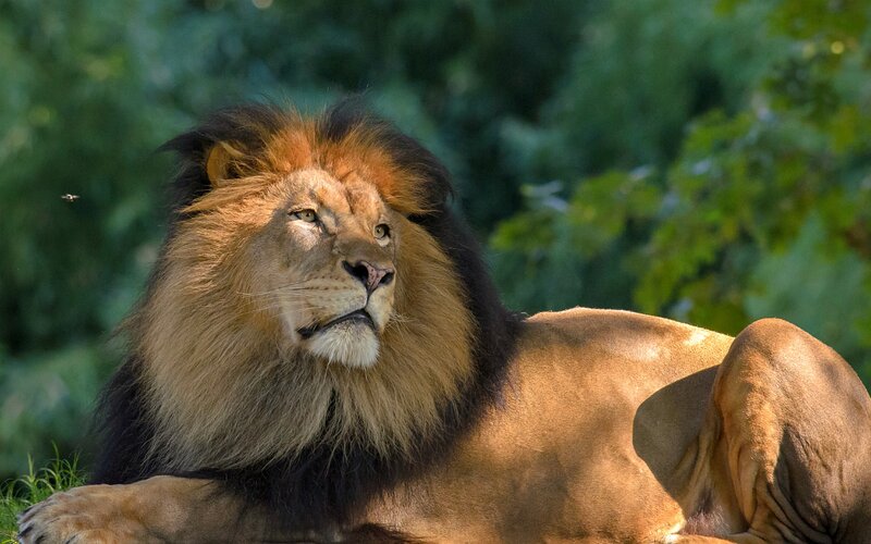 Male Lion Resting — Brown, Calm, Afternoon, Photograph, Trees