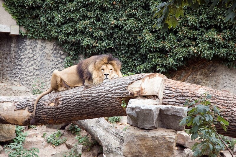 Male Lion Resting — Brown, Calm, Afternoon