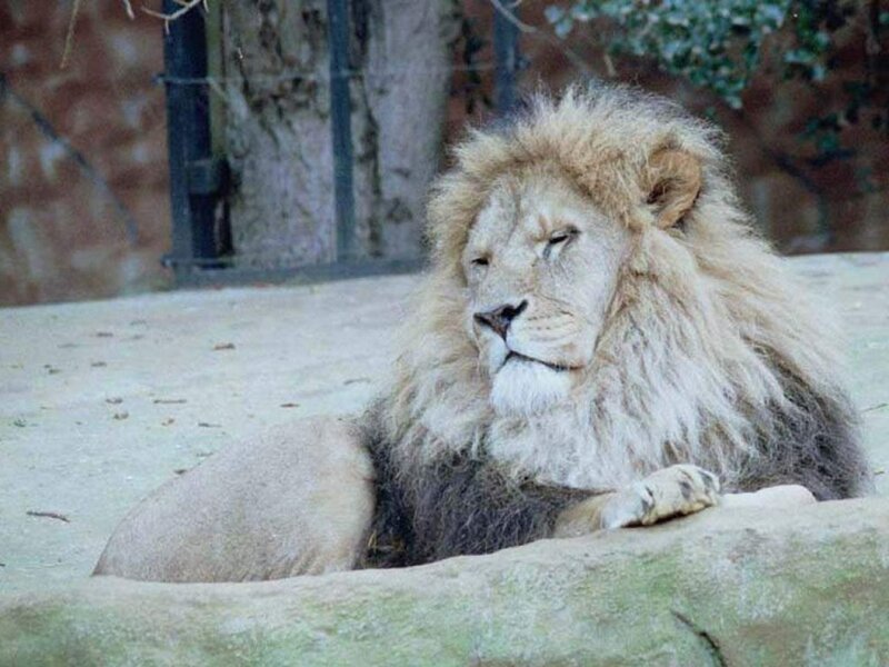 Male Lion Resting — Brown, Calm, Photograph, Fence