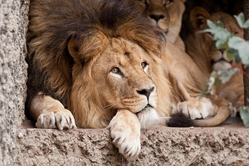 Male Lion Resting — Brown, Calm, Photograph, Lions