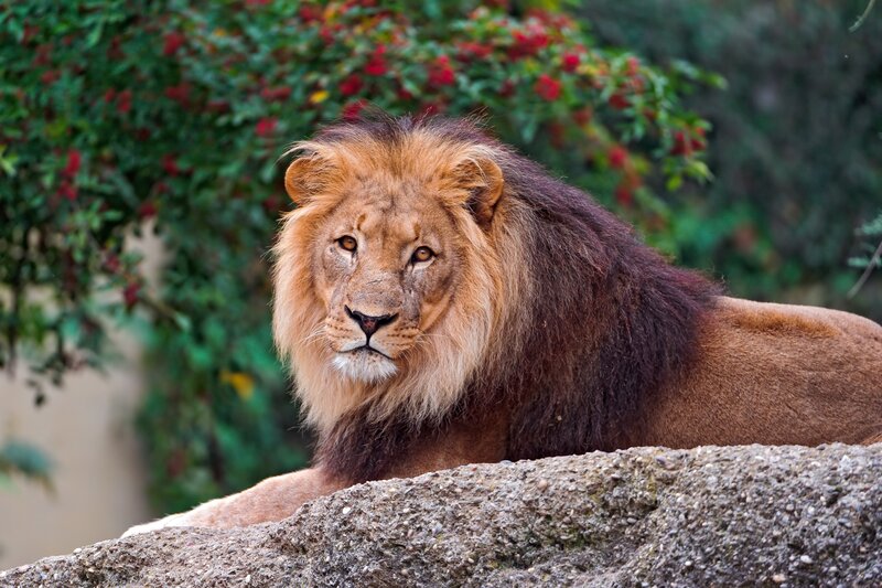 Male Lion Resting — Brown, Calm, Photograph, Rock, Bush