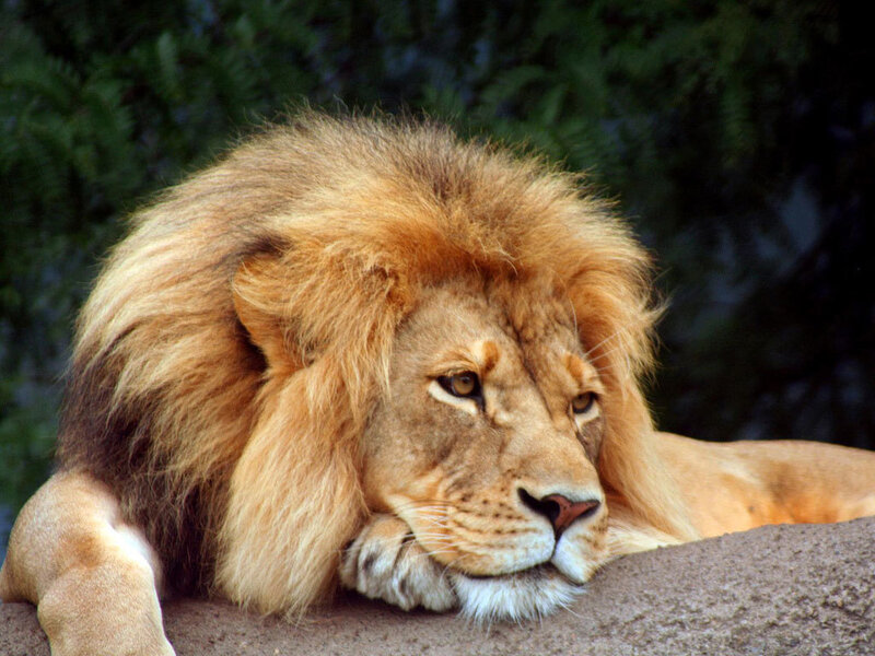 Male Lion Resting — Brown, Calm, Photograph, Rock, Trees