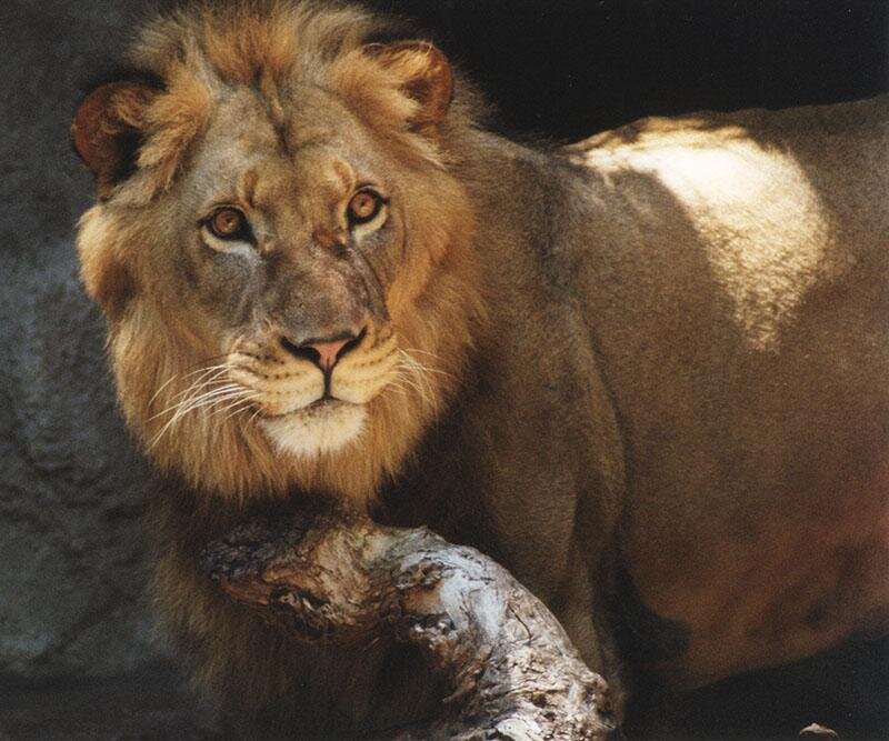 Male Lion Resting — Brown, Calm, Photograph