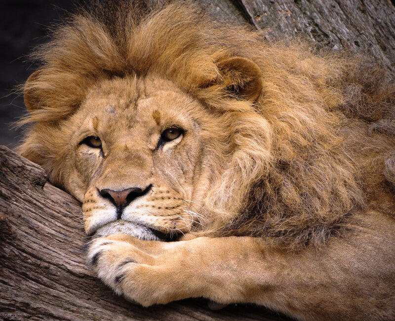 Male Lion Resting — Brown, Calm, Photograph, Tree Trunk