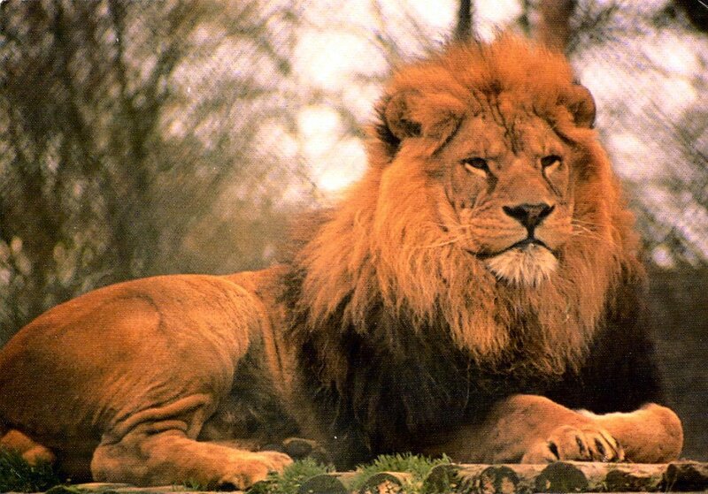 Male Lion Resting — Brown, Calm, Photograph, Trees, Grass