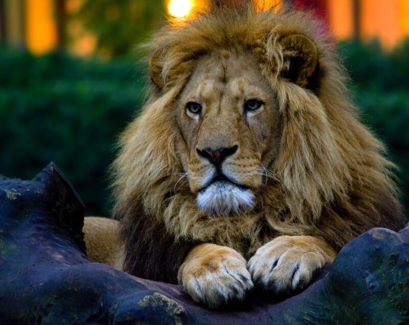 Male Lion Resting — Brown, Calm, Sunset