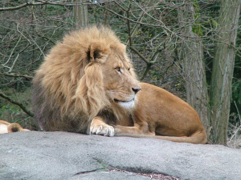 Male Lion Resting — Brown, Calm