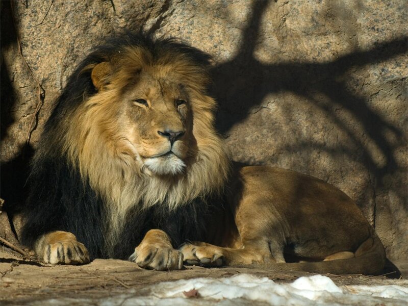Male Lion Resting — Brown, Calm, Winter