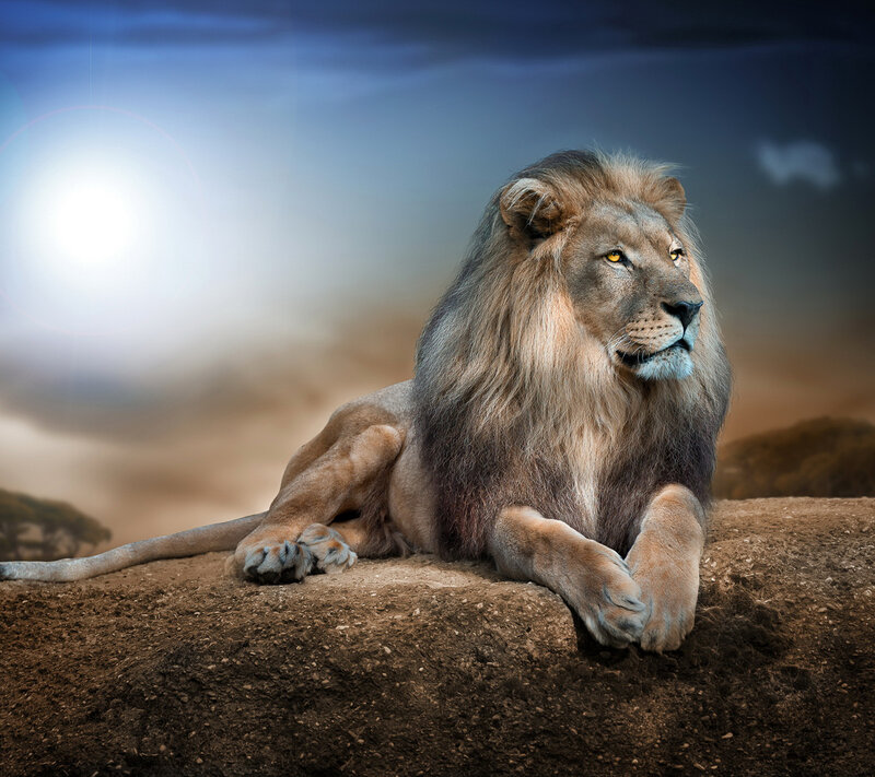 Male Lion Resting — Brown, Dramatic, Sunset, Photograph
