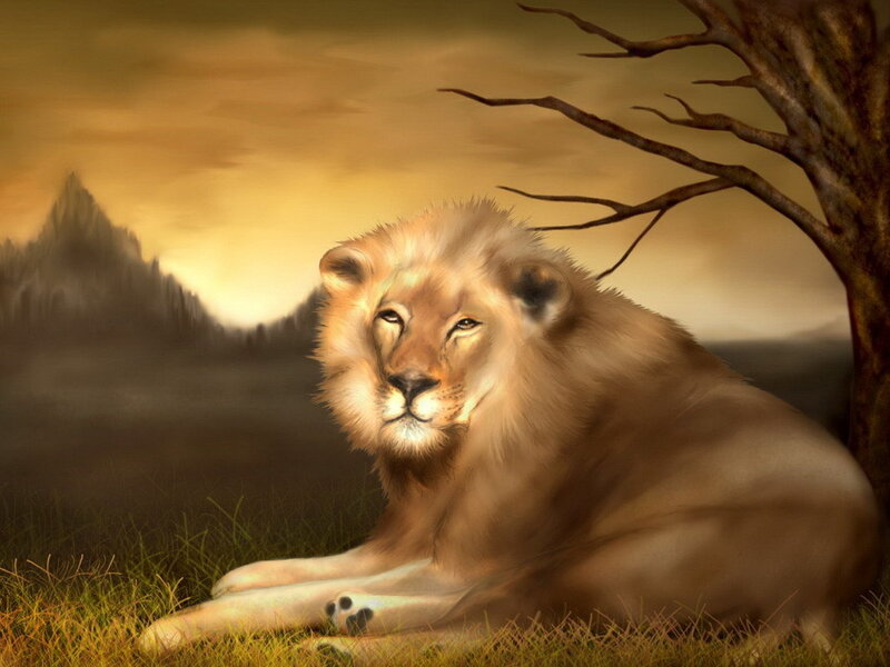 Male Lion Resting — Brown, Dramatic, Sunset