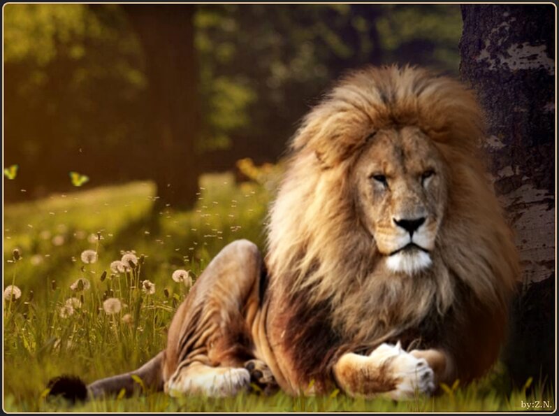 Male Lion Resting — Brown, Serene, Afternoon