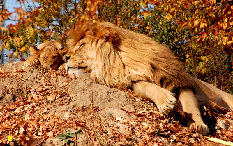 Male Lion Resting — Brown, Serene, Autumn