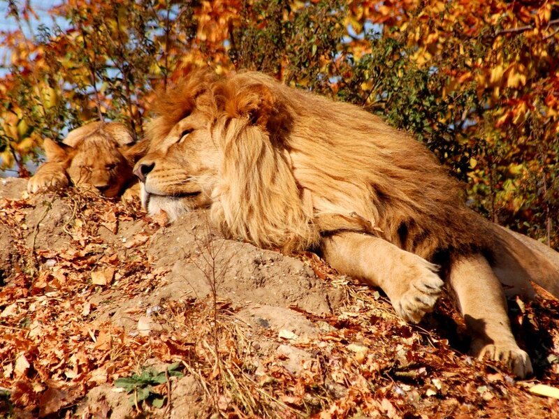 Male Lion Resting — Brown, Serene