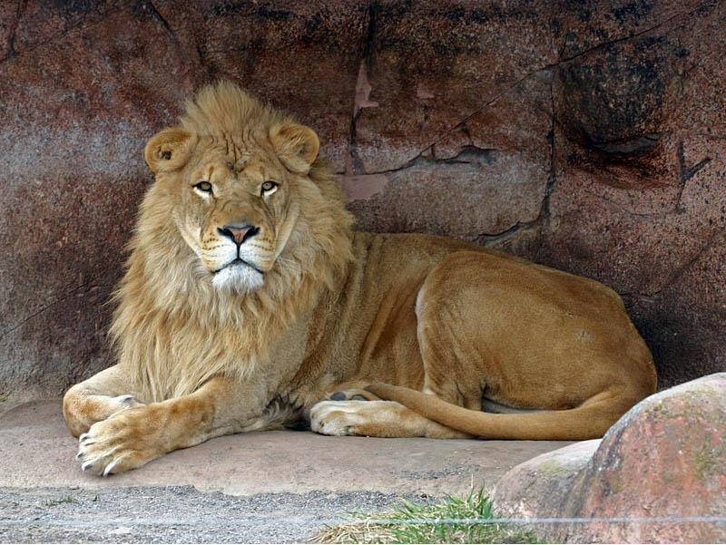 Male Lion Resting — Brown