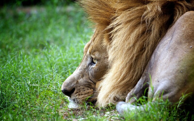Male Lion Resting — Green, Calm, Afternoon, Photograph, Grass