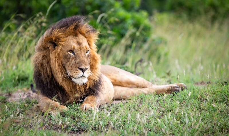 Male Lion Resting — Green, Calm, Afternoon, Photograph, Grass, Trees